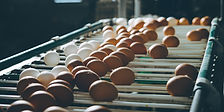 Fresh Eggs