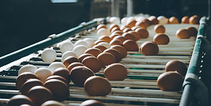 Fresh Eggs