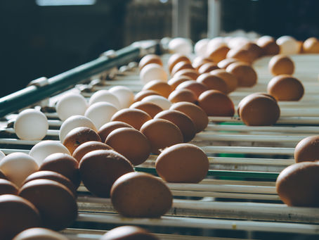 The Rise of the Chicken: How Poultry Conquered American Dinner Plates