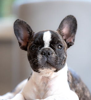 French Bulldog