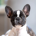 Bulldog francés