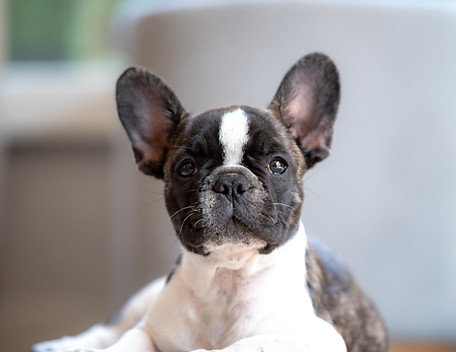 French Bulldog