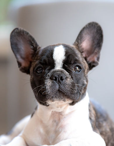 Preparing a puppy for grooming