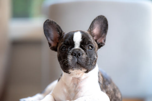 Adorable French Bulldog puppy