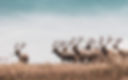 Reindeers