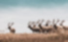 Reindeers