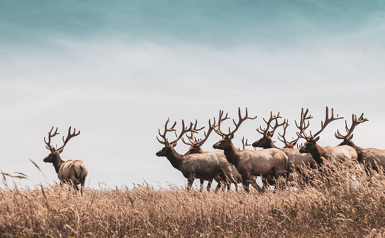 Reindeers