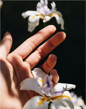 Iris Flowers