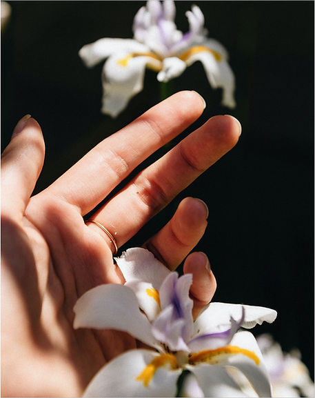 Iris Flowers
