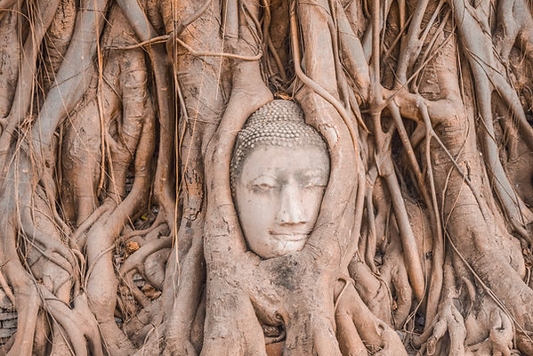 A Buddha image's head covered with plants