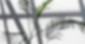 House Plant