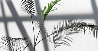 Palm Leaves Shadows