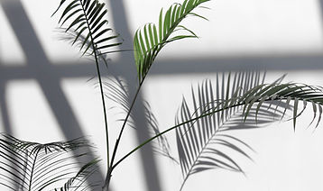 Palm Leaves Shadows