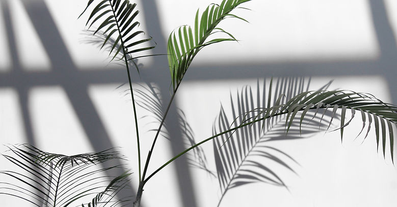 House Plant