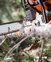 Chainsaw Cutting Tree