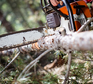 Cutting Woods