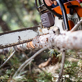 Chainsaw Cutting Tree