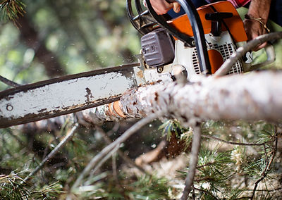tree trimming, tree removal, venice, englewood, north port, port charlotte, rotonda west, placida