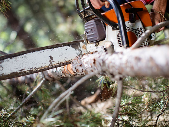 Chainsaw Cutting Tree
