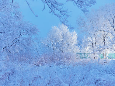 Frosted trees