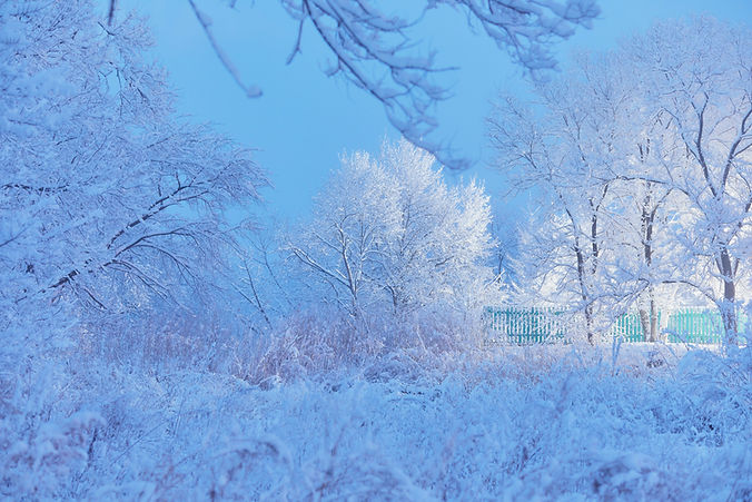 Frosted trees