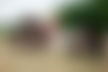 ¿Puede la dieta afectar la piel y el pelaje de un perro?