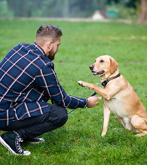 Man Training Dog