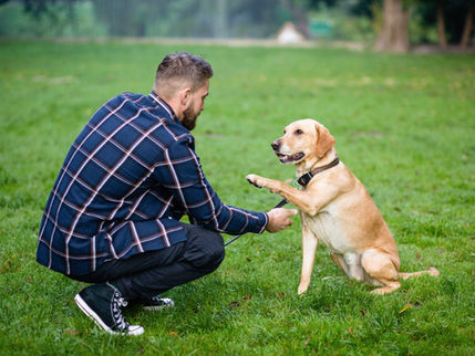 How Does The IRS Define A Service Dog vs. An Emotional Support Animal?