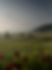 Cabins in the Countryside