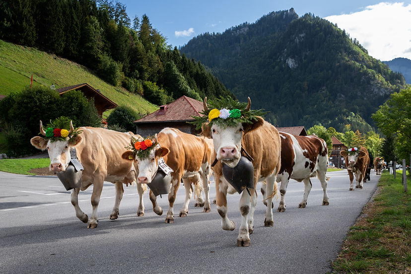 Vaches marchant dans les rues