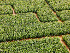 Optimizing Phosphorus Fertilizer Use: Evidence from Michigan Corn Production