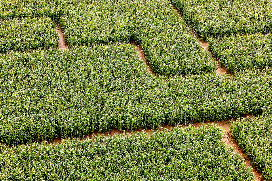 Corn Maize Labyrinth