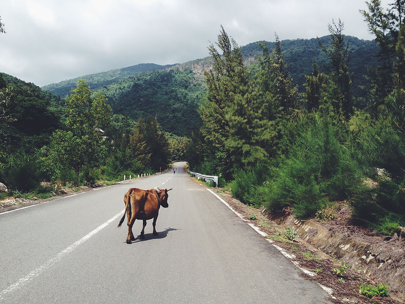 Cow Crossing Road