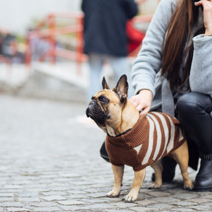 Finding Middle Ground: Co-Parenting Your Pet After a Divorce or Separation