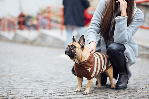 Dog Wearing Sweater