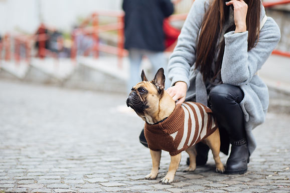Pet Sitting Courses & Qualifications