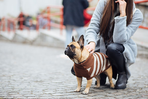 Pug in a Sweater