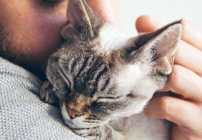 Cat Cuddles