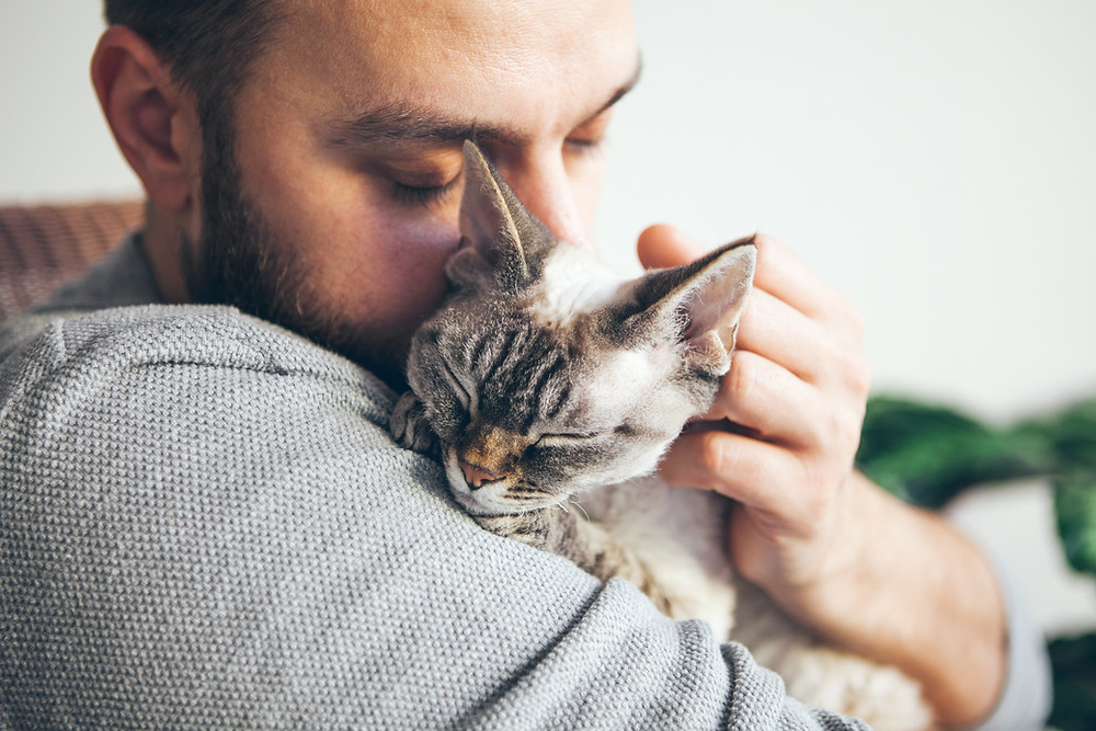 cute cat getting cuddles