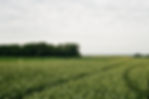 Green Fields