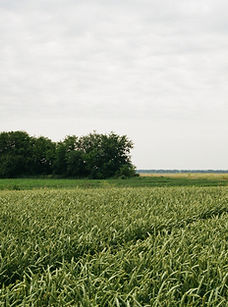 Green Fields