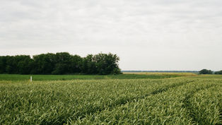 Rural Southern Indiana farm field at golden hour, evoking the rural setting of Laird Hunt's novel Zorrie