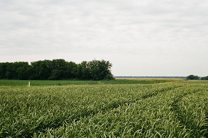 Green Fields