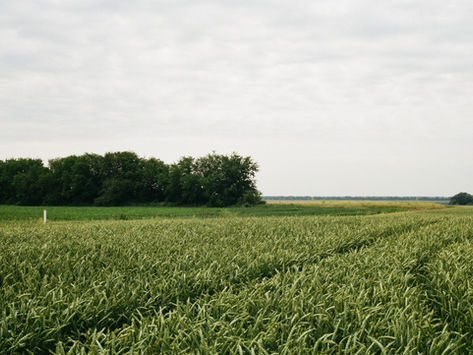 Celebrating Research that Powers American Agriculture