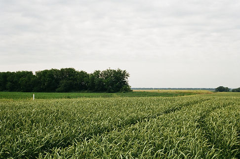 Green Fields