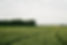 Green Fields