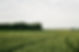 Green Fields