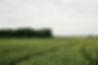 Green Fields