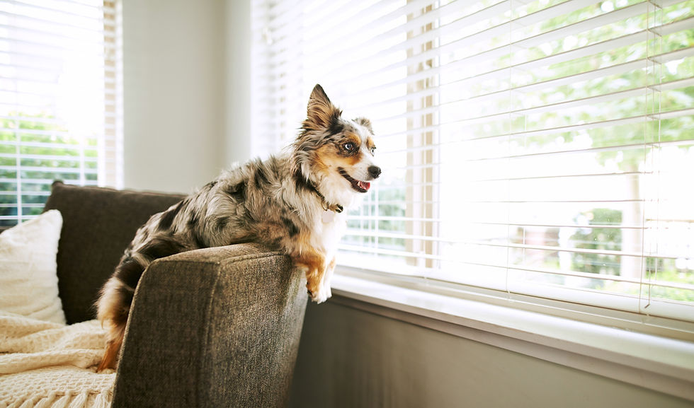 Shot of an adorable Australian shepherd dog sitting on the sofa at home