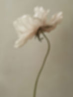 Elegant White Flower